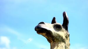 Do Llamas Spit? Are They Aggressive Animals - LLama Web