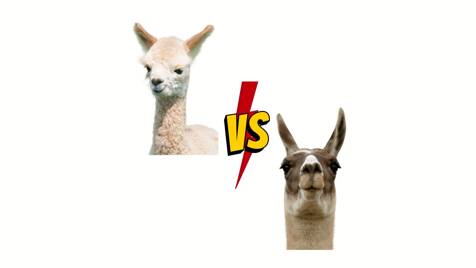 Llamas vs Alpacas