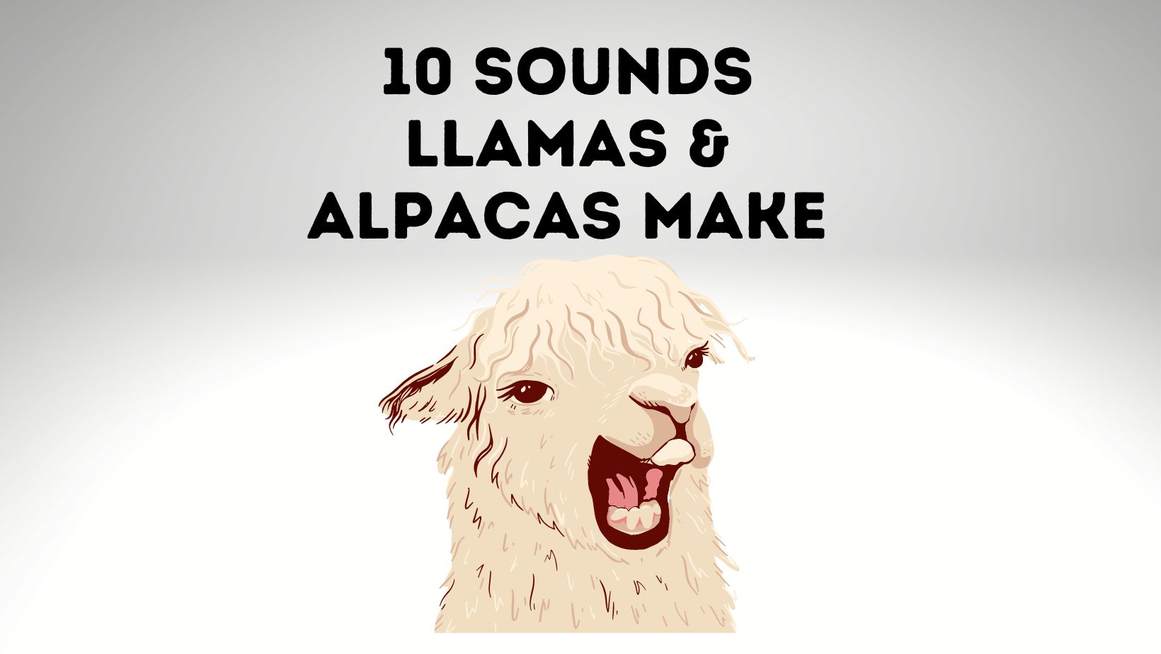 Sounds That Llamas and Alpacas Make