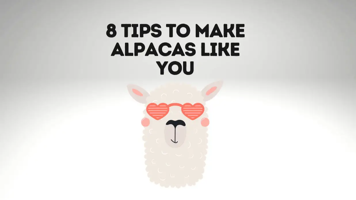 How To Make Alpacas Like You