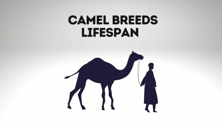 How Old Can A Camel Live? Camel Breeds Lifespan