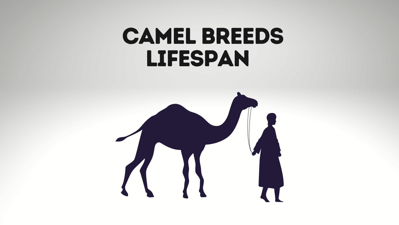 How Old Can A Camel Live? Camel Breeds Lifespan - LLama Web