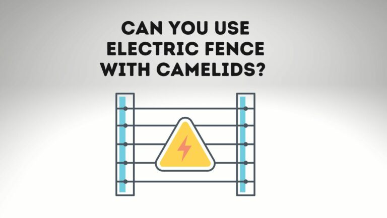 Can You Use Electric Fence With Camelids?