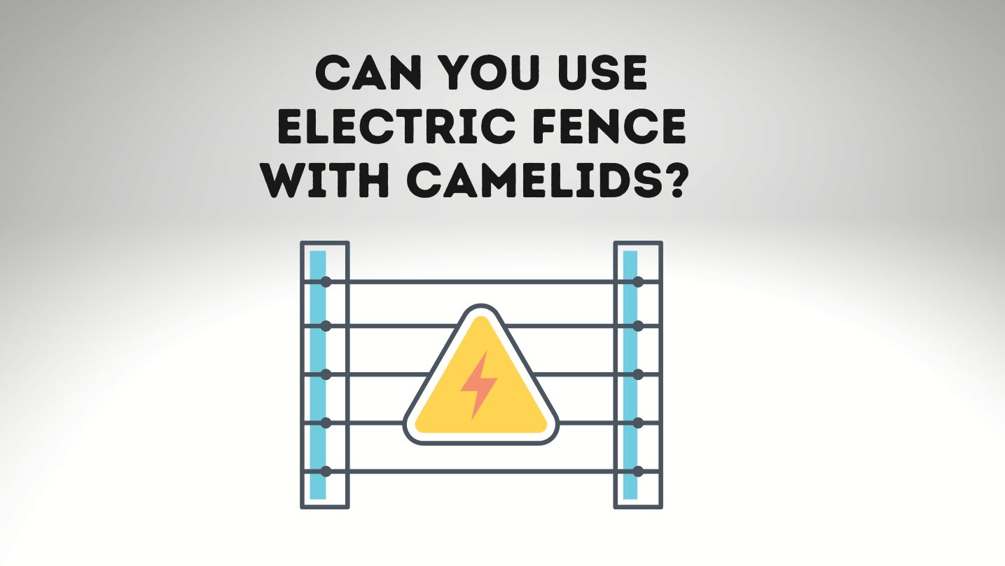 Can You Use Electric Fence With Camelids