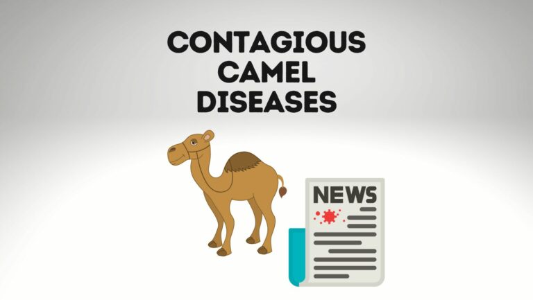 Can You Get Sick From Camel? [6 Contagious Camel Diseases]