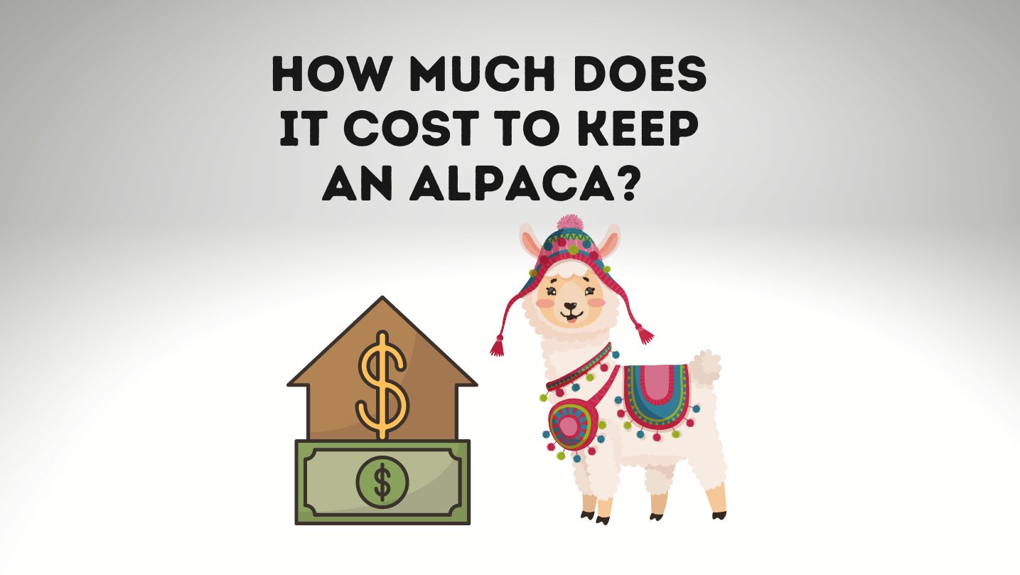 How Much Does It Cost To Keep An Alpaca