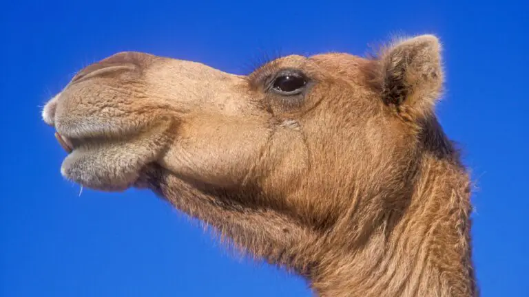 What Are The 7 Camelids Species? (A Complete Guide) - LLama Web