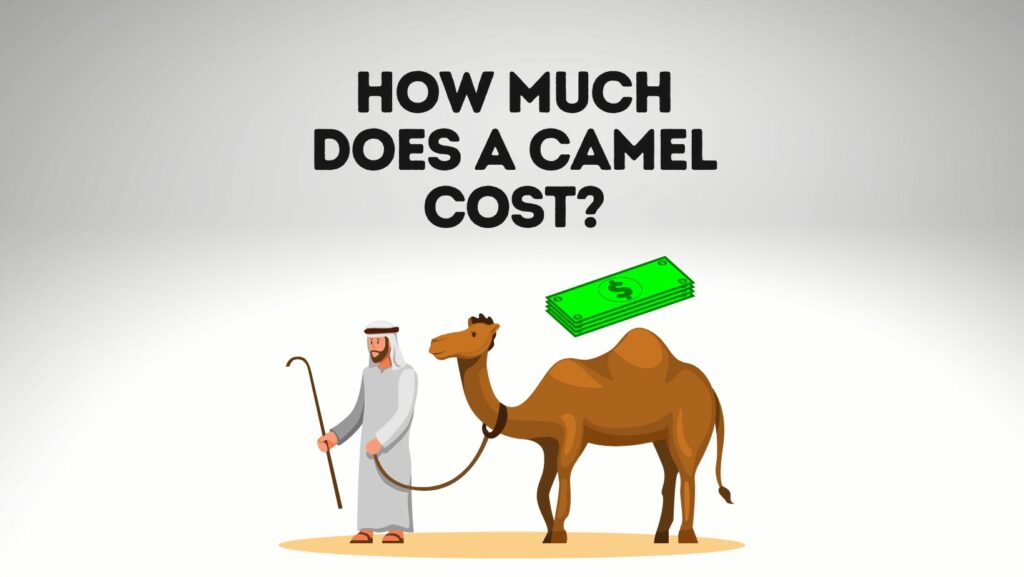 How Much Does A Camel Cost? [ Purchase, Housing, Food and More