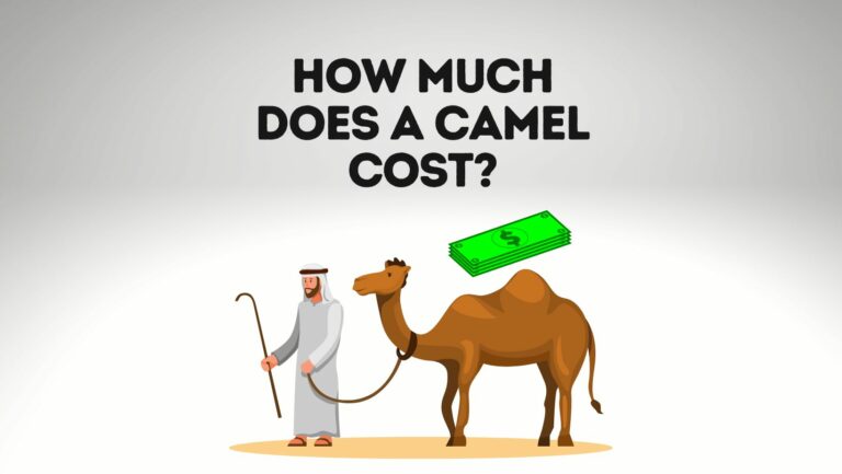 How Much Does A Camel Cost? [ Purchase, Housing, Food and More!]
