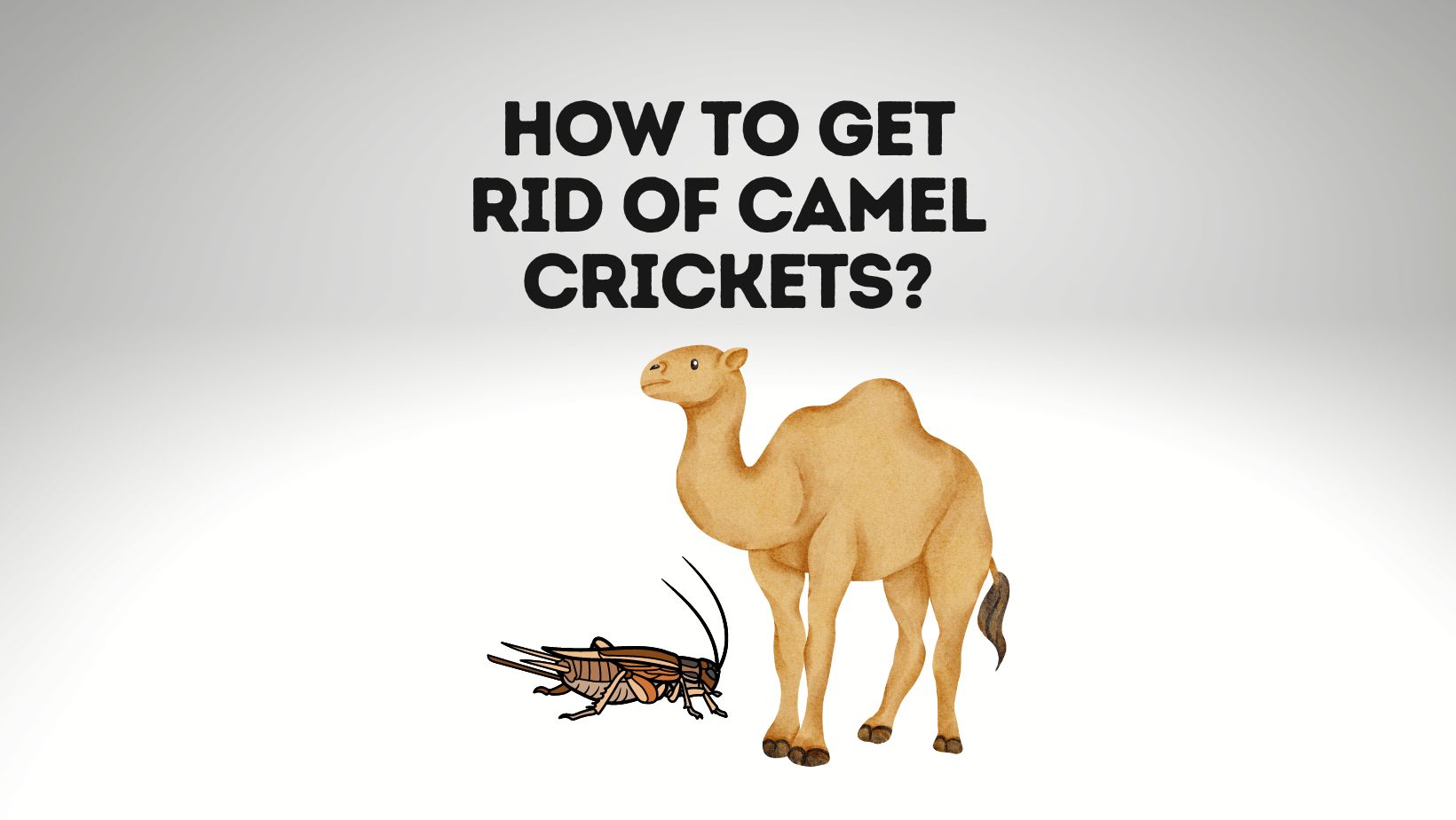 How To Get Rid Of Camel Crickets