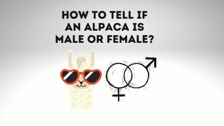 How To Tell If An Alpaca Is Male Or Female?