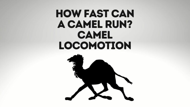 How Fast Can A Camel Run? [Camel Locomotion Guide]