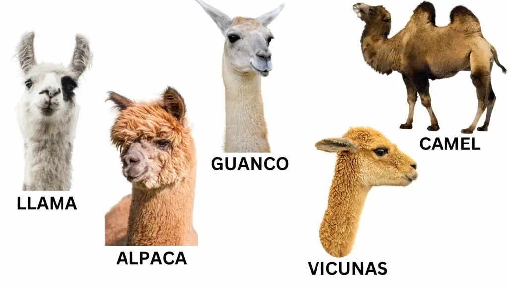 Llama Vs Alpaca Vs Camel Vs Vicuna Vs Guanaco