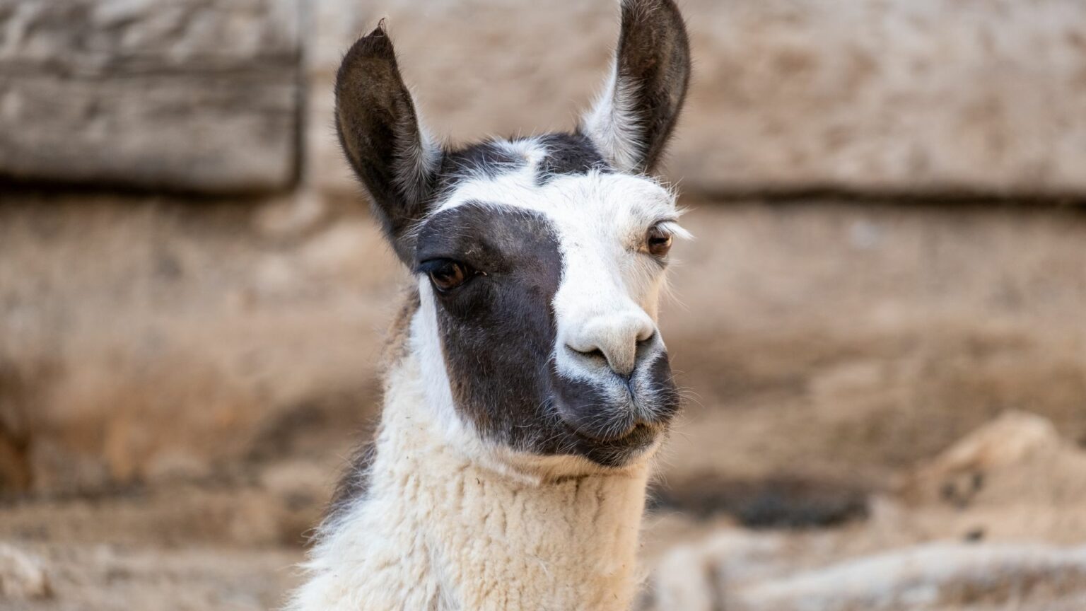 What Are The 7 Camelids Species? (A Complete Guide) - LLama Web