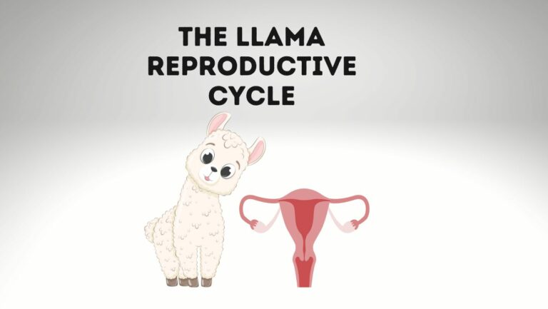 The Llama Reproductive Cycle