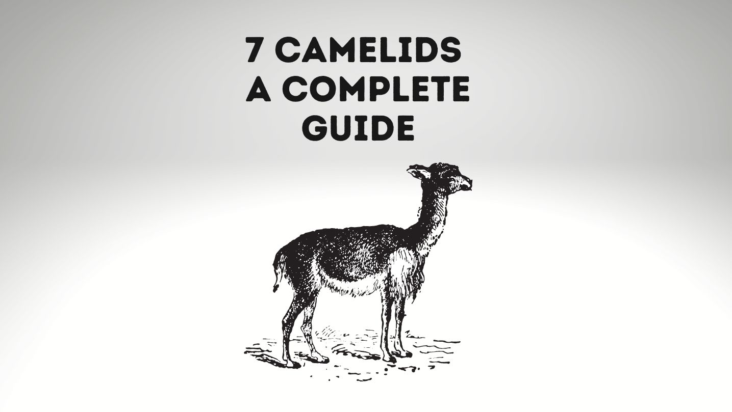 What Are The 7 Camelids (A Complete Guide)