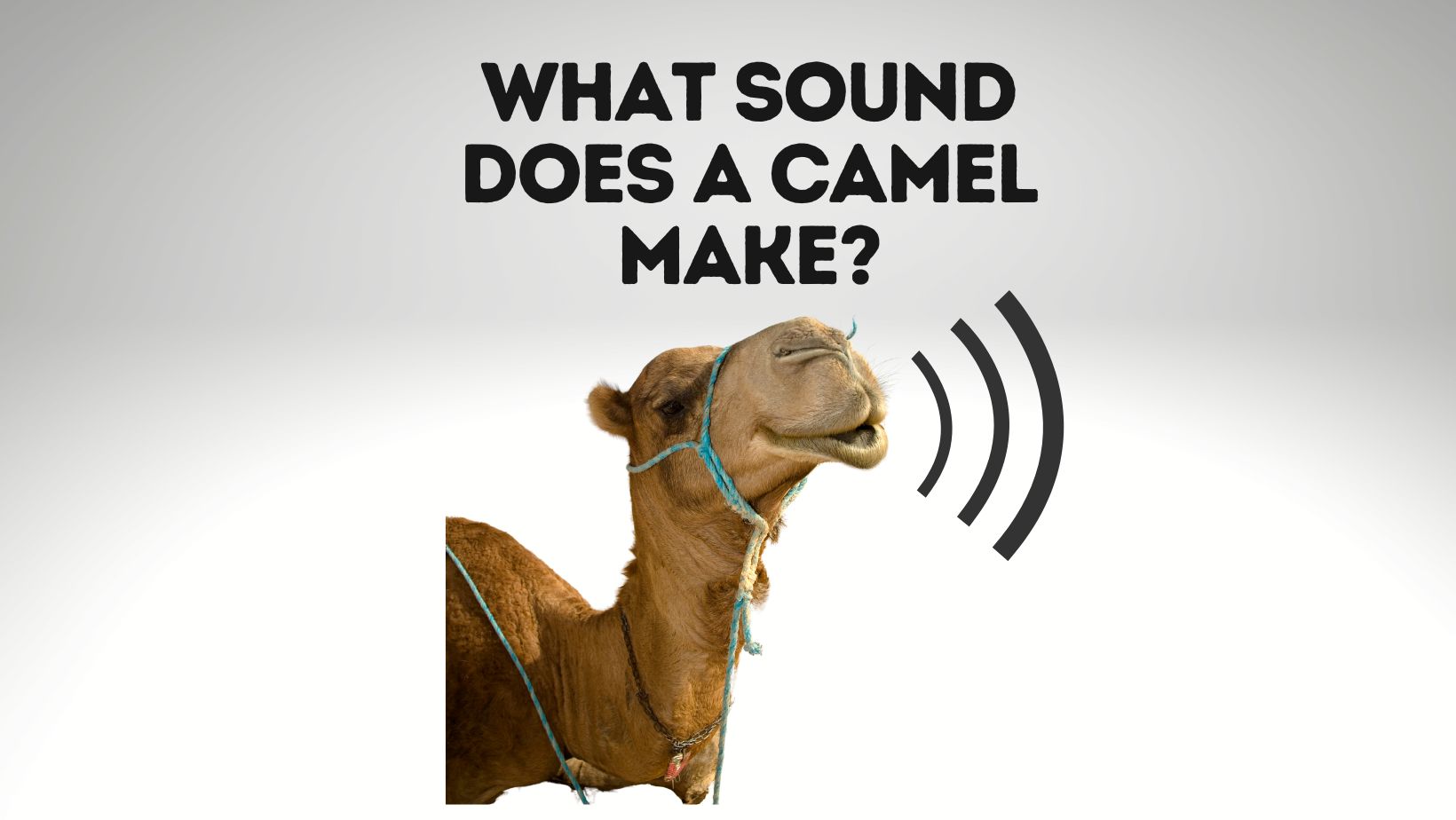 What Sound Does A Camel Make