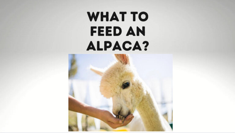 What To Feed An Alpaca? [Daily Food, Treats, And Supplements]