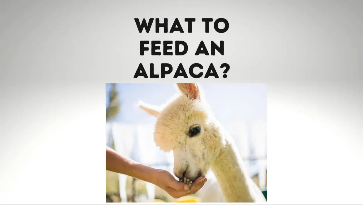 What to feed Alpacas