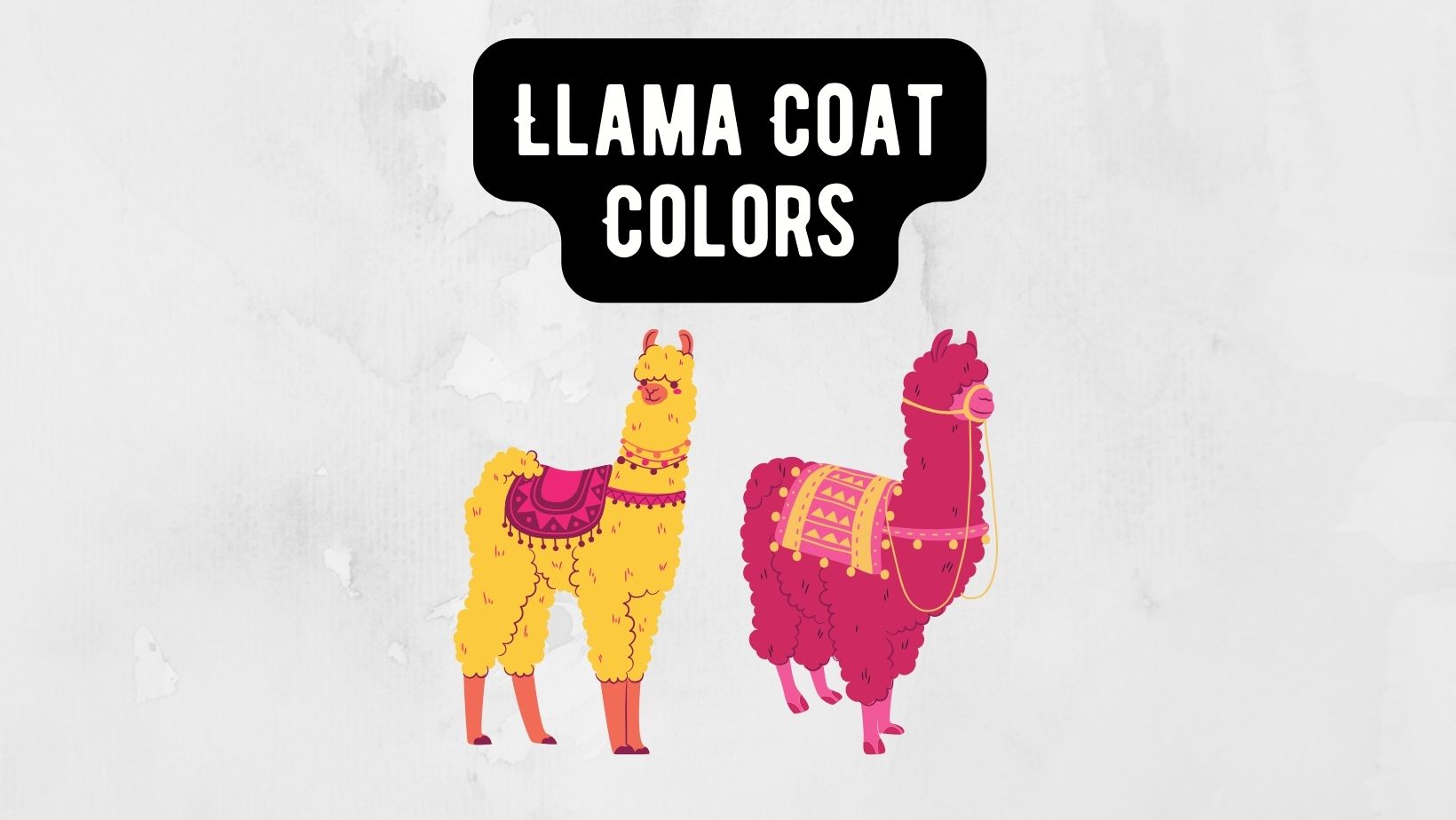 Llama Coat Colors