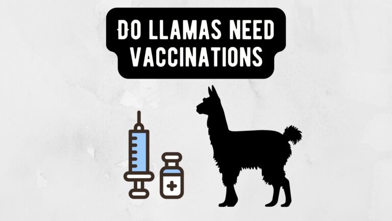 Do llamas need vaccinations