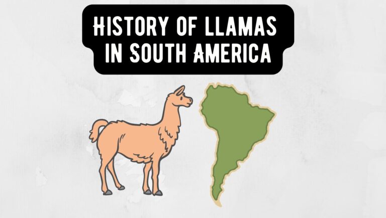 Unveiling the Sacred History of llamas in South America