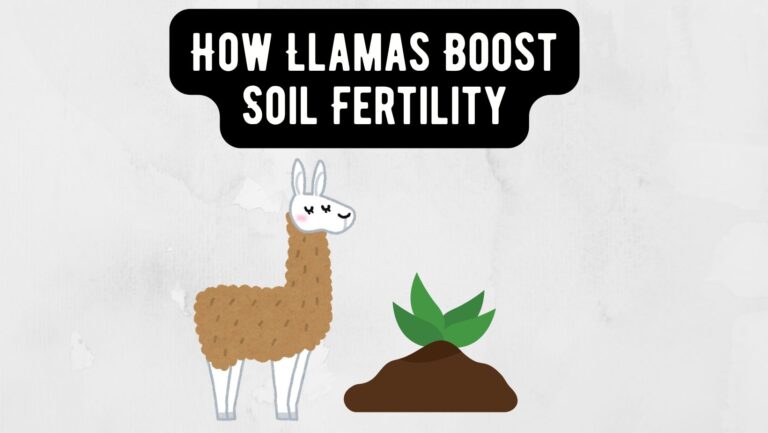 Unlocking the Secrets: How Llamas Boost Soil Fertility Naturally