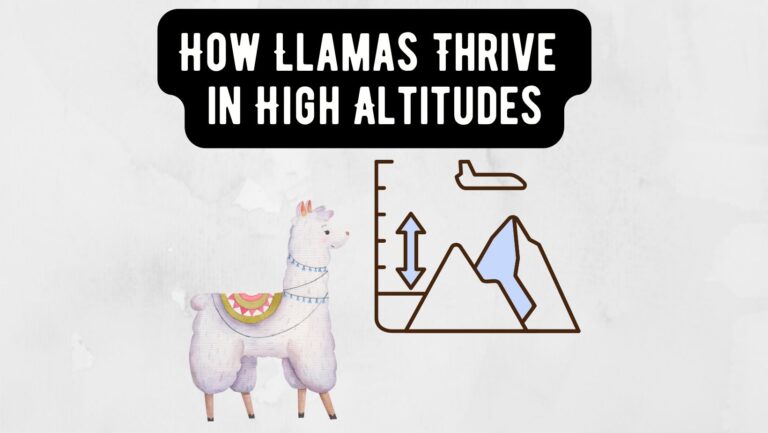 How Llamas Thrive in High Altitudes