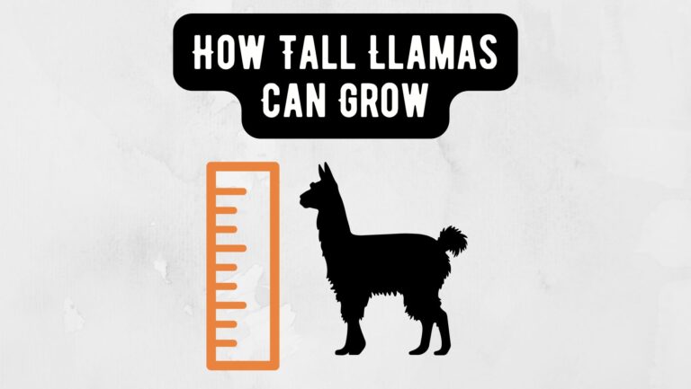 How Tall Llamas Can Grow