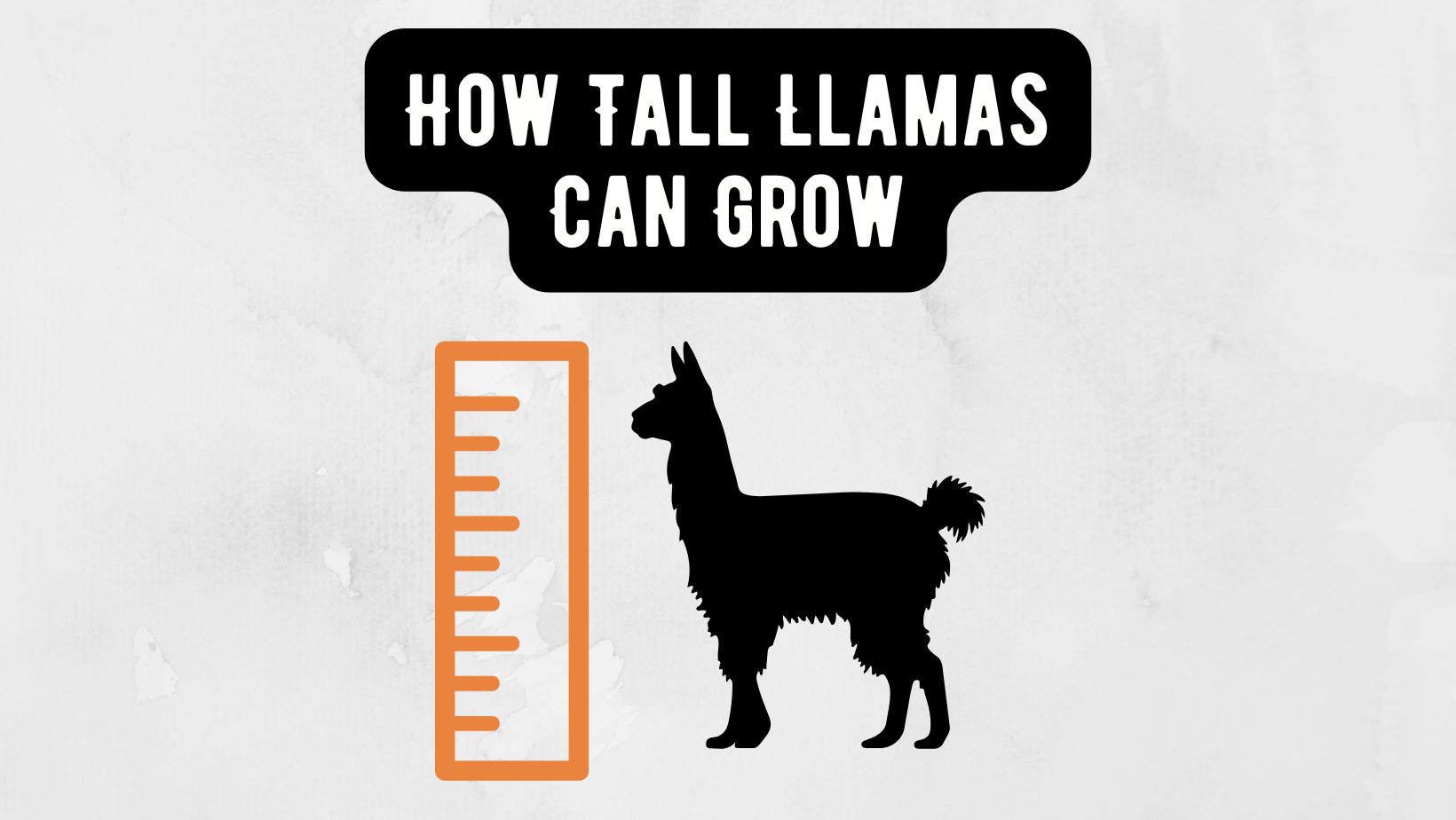 How Tall Llamas Can Grow