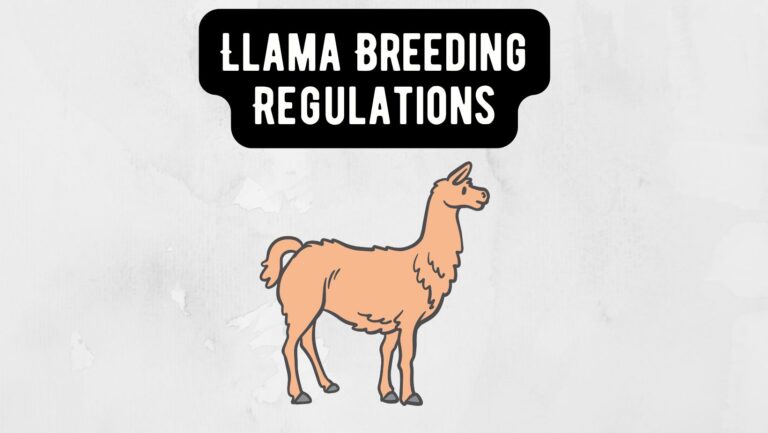 Llama Breeding Regulations