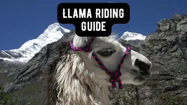 Unlocking the Joys of Llama Riding: Benefits, Experience, and Fun Explained