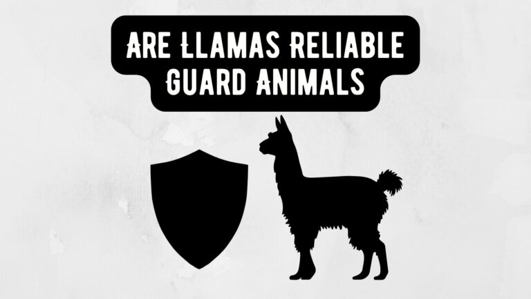 Are Llamas Reliable Guard Animals for Farms and Sanctuaries