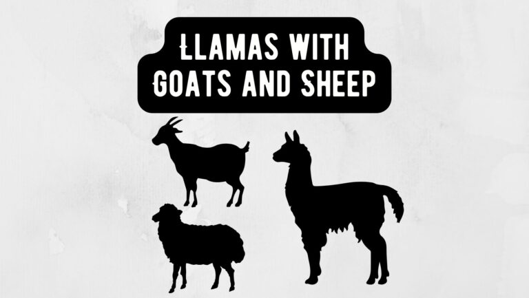 Creating Harmony: Housing Llamas with Goats and Sheep on Your Farm
