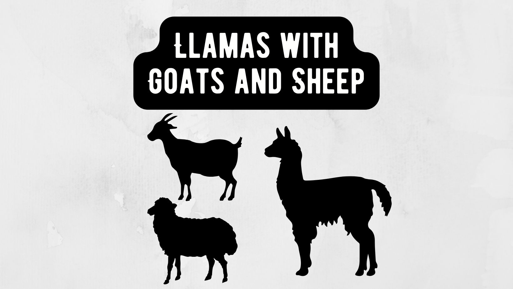 Llamas with Goats and Sheep