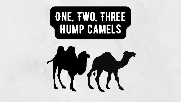 Exploring One-Hump, Two-Hump, and Three-Hump Camels
