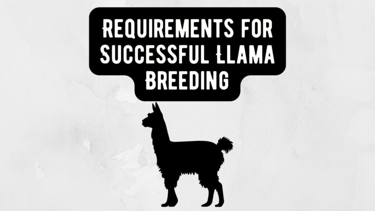 Essential Requirements for Successful Llama Breeding: Monitoring Tips & Guidelines