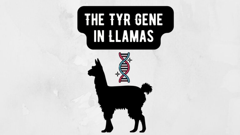 The TYR Gene in Llamas: Investigating Coat Color Variation