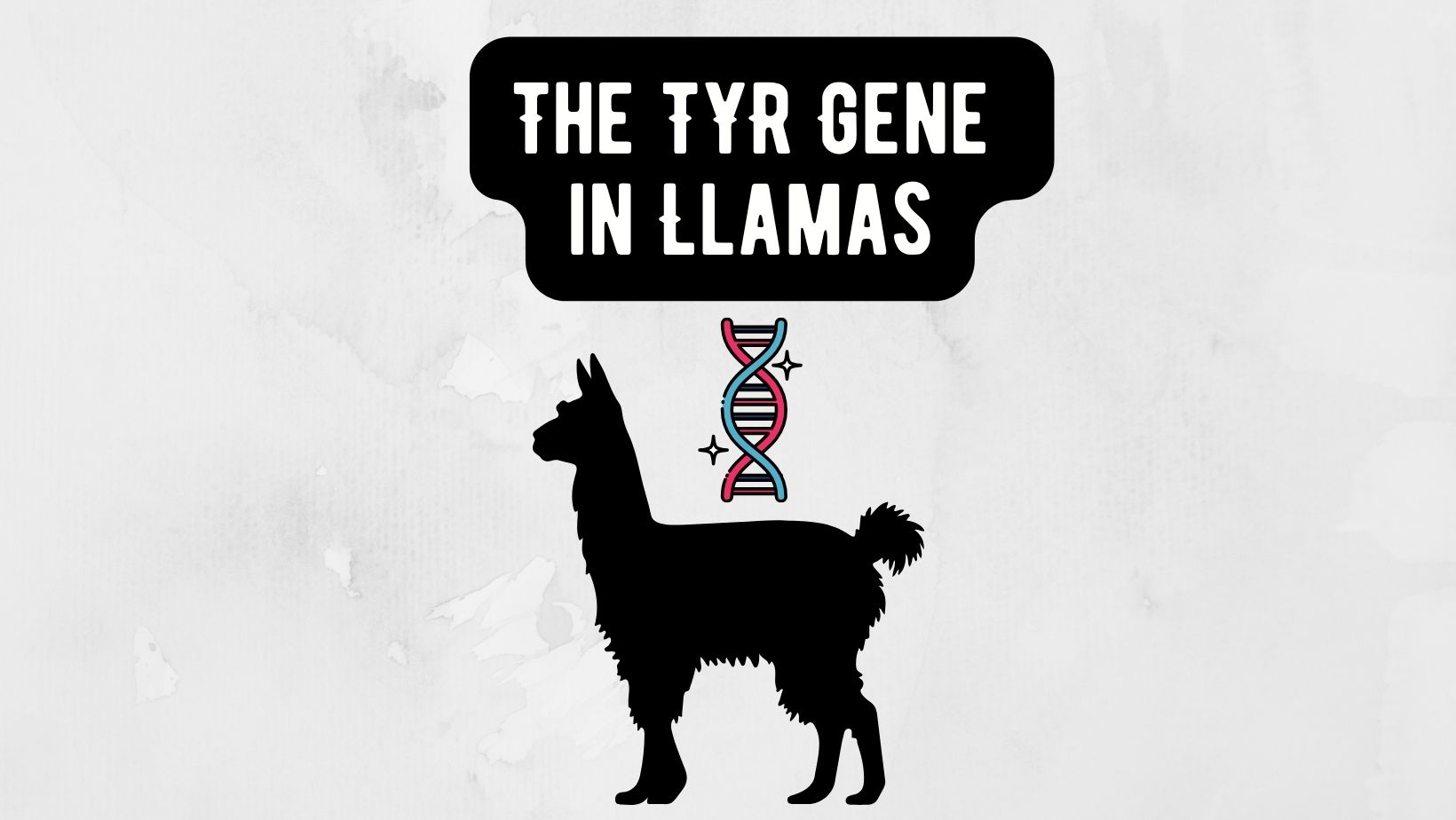 The TYR Gene in Llamas
