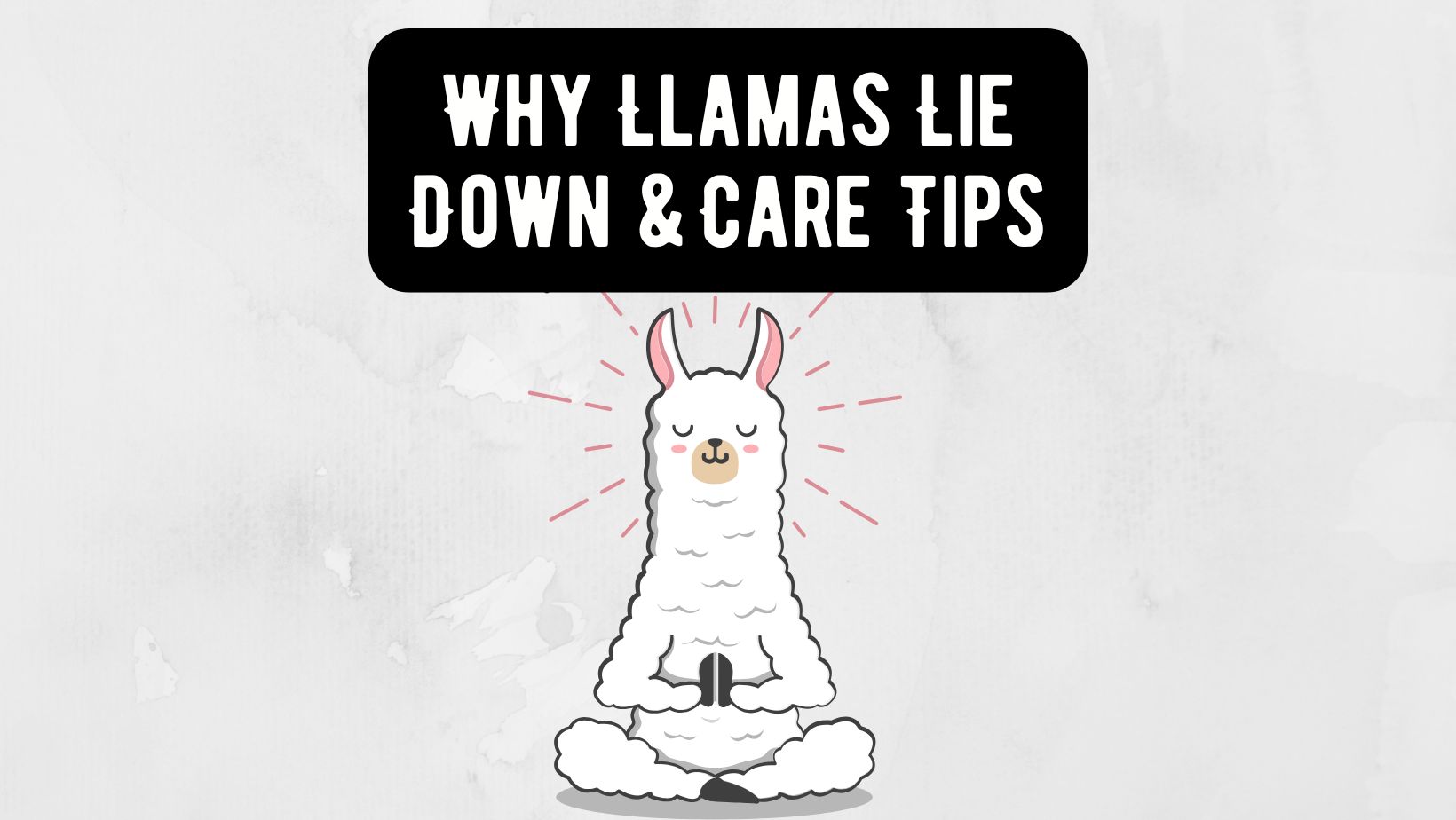 Why Llamas Lie Down and Essential Care Tips