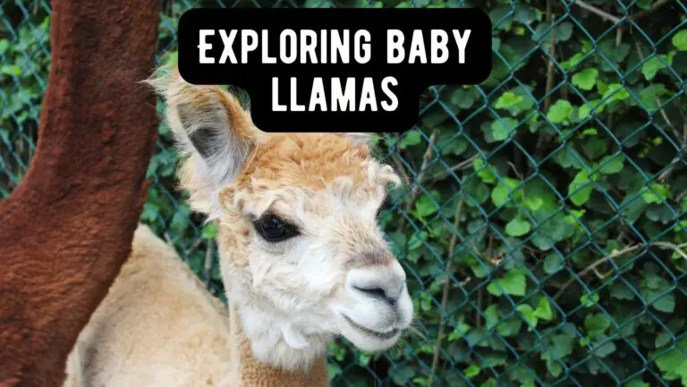 Exploring baby llamas