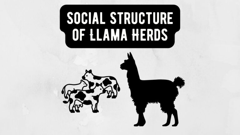 Social Structure of Llama Herds: Unveiling the Roles and Dynamics