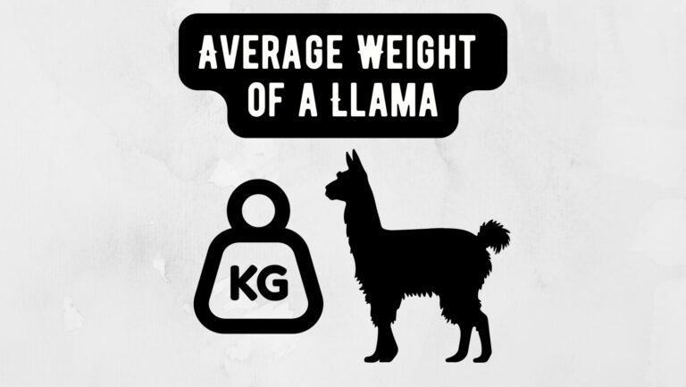 Average Weight of a Llama