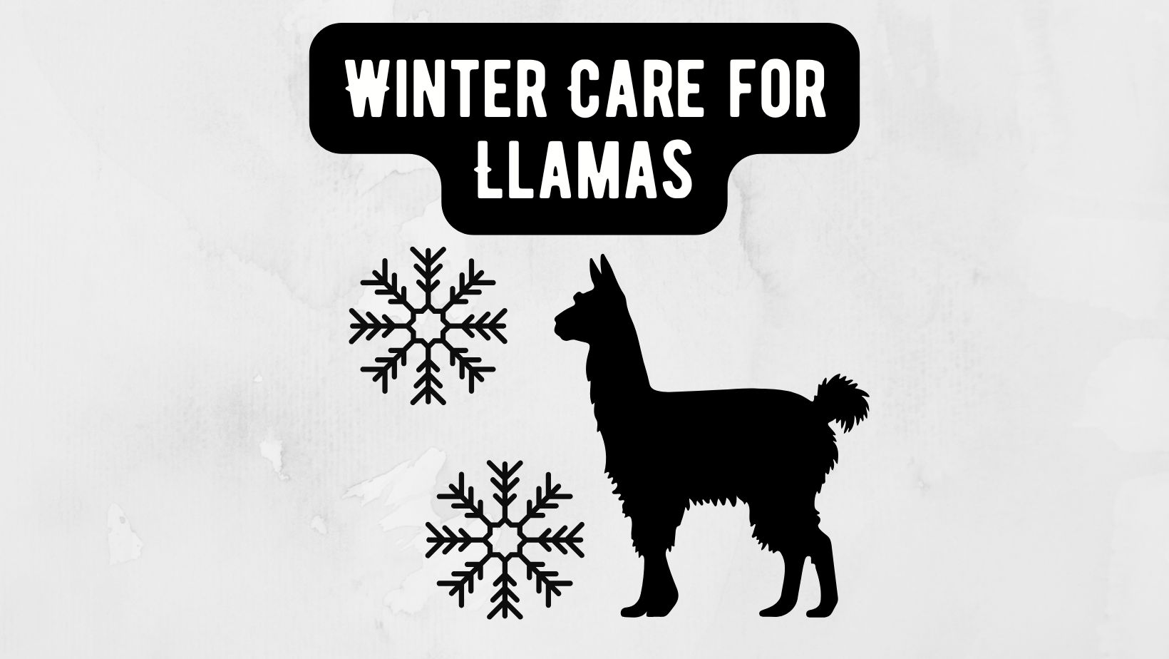 Winter Care for Llamas: Hydration Tips to Keep Your Furry Friends Healthy