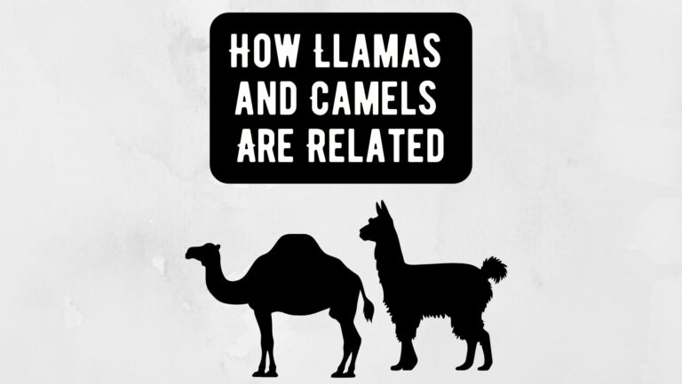 Llamas and Camels Are Related