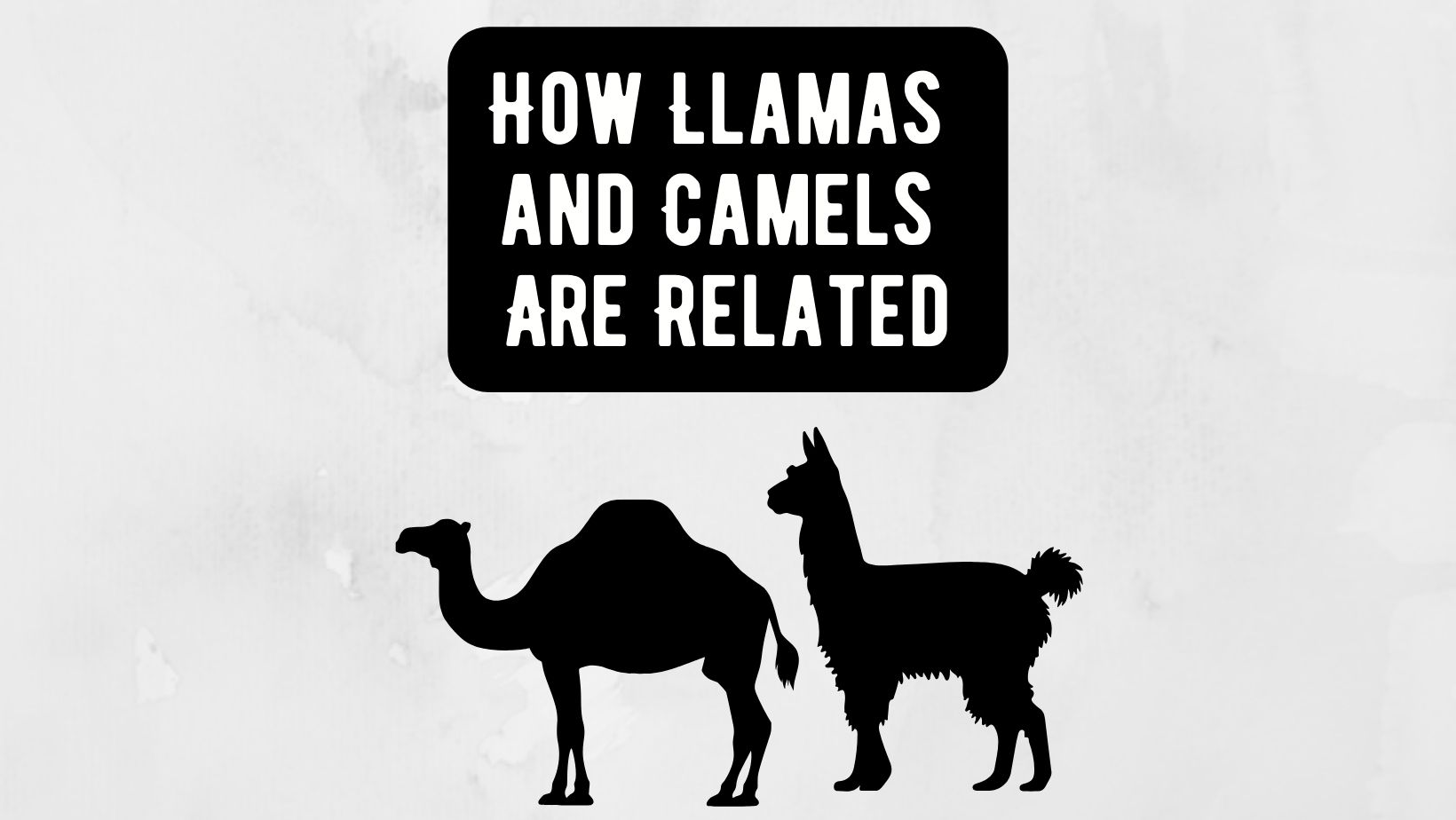 Llamas and Camels Are Related