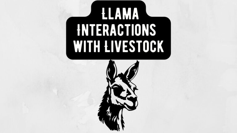 Llama Interactions with Livestock