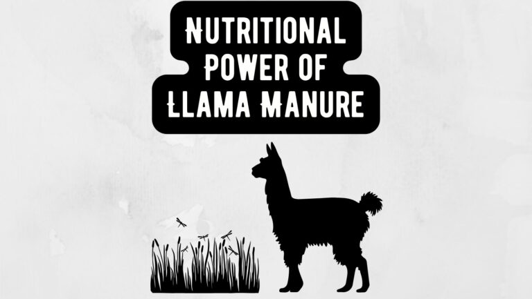 Llama Manure