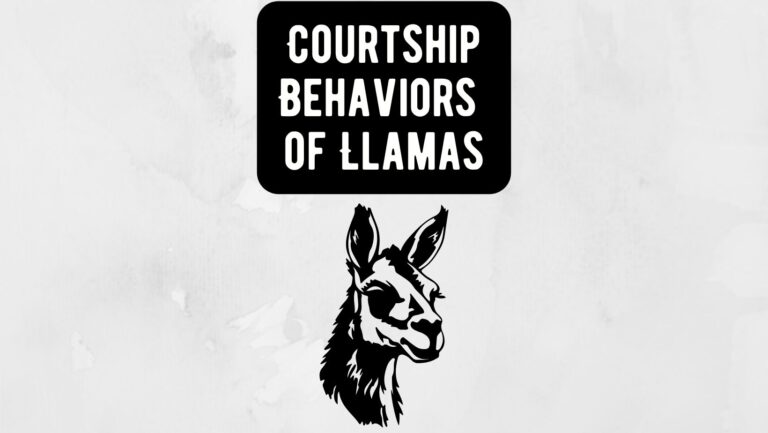 Courtship Behaviors of Llamas