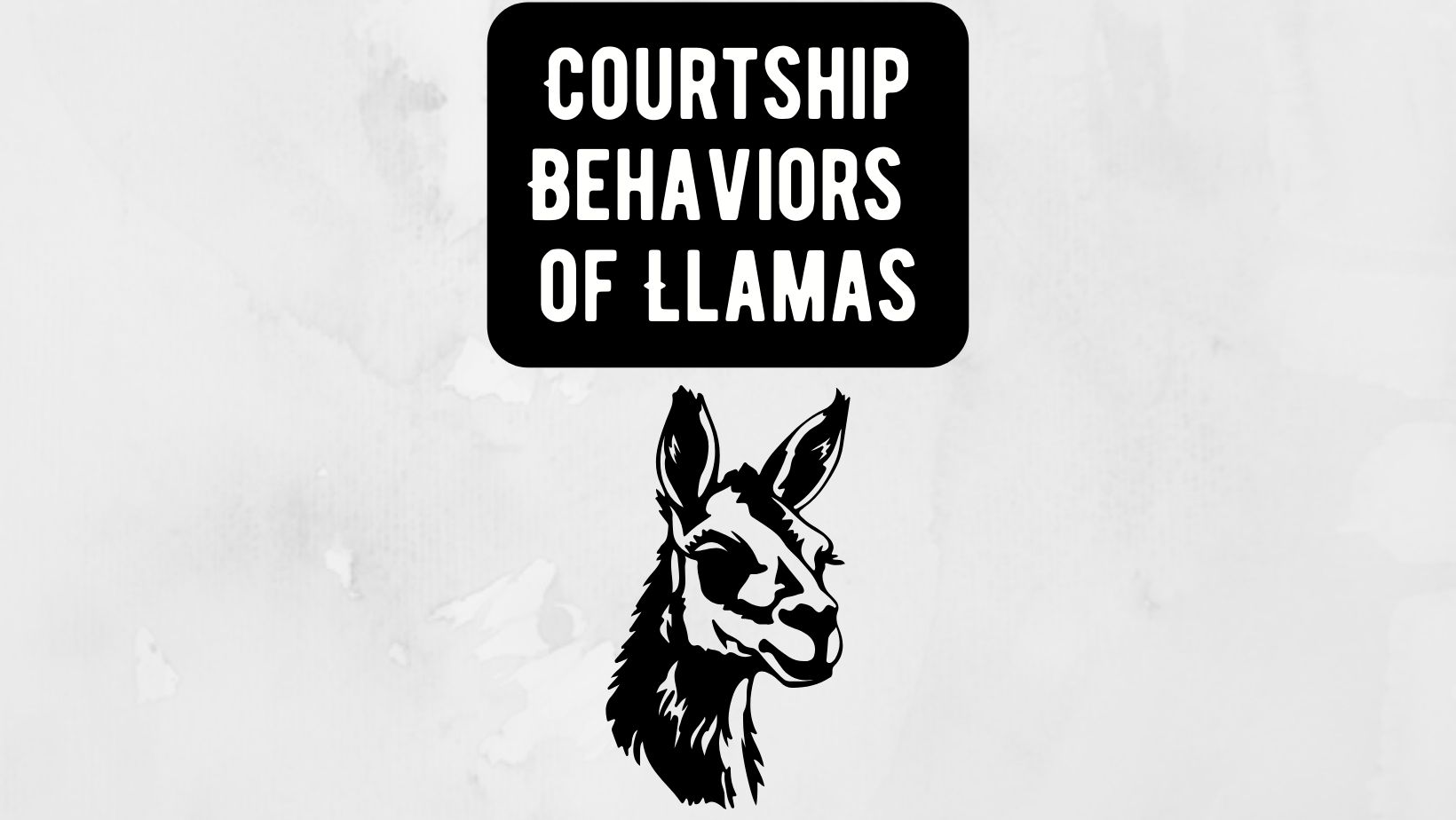 Courtship Behaviors of Llamas